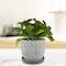 Trenspot Trendspot Tribeca 7.3 in. H X 8.3 in. W X 8.3 in. D X 8 in. D Ceramic Planter Charcoal CR01178S-08H2 - alternate 3